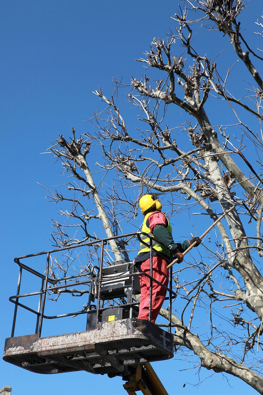 Can You Straighten Up A Tree