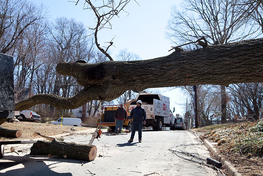 Why hire tree trimming services