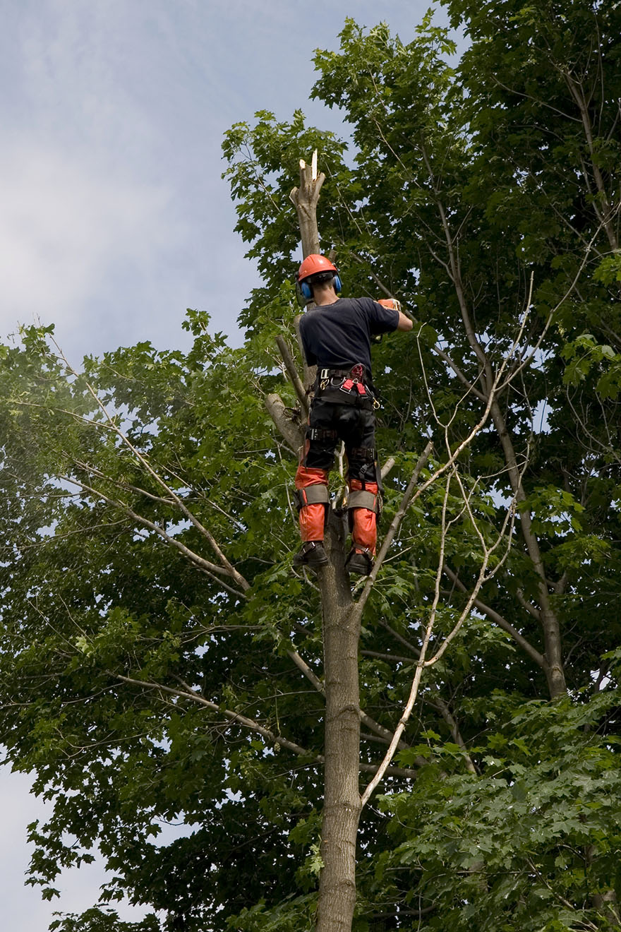 What are the common problems faced by tree service providers